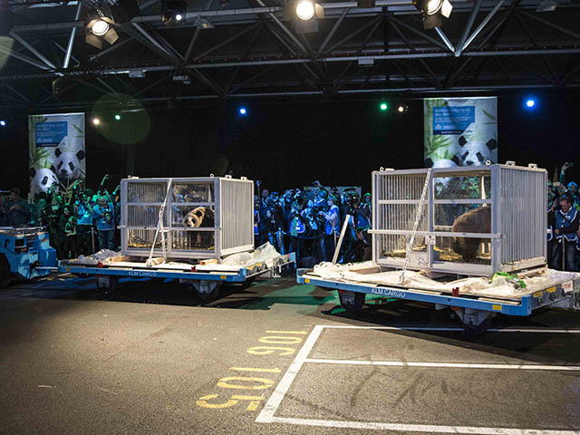 Deux pandas géants dans la soute de KLM (photos) 10 Air Journal