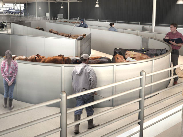 air-journal_New York JFK Ark cattle