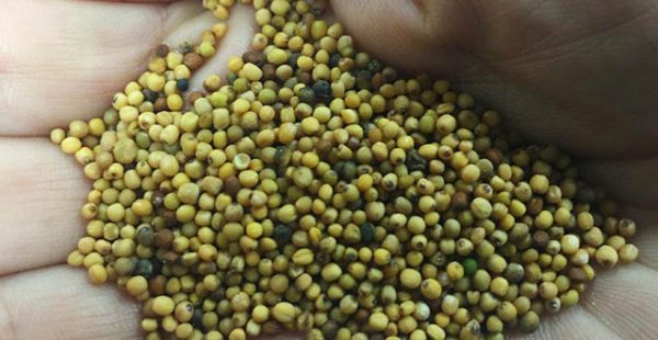 Un Boeing 787-9 de Qantas a effectué un vol trans-pacifique en utilisant un mélange de biocarburant, entre Los Angeles et Melbou