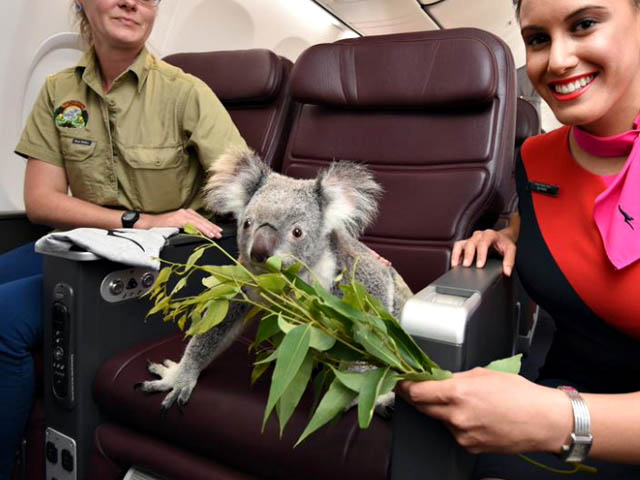 air-journal_Qantas koala 1