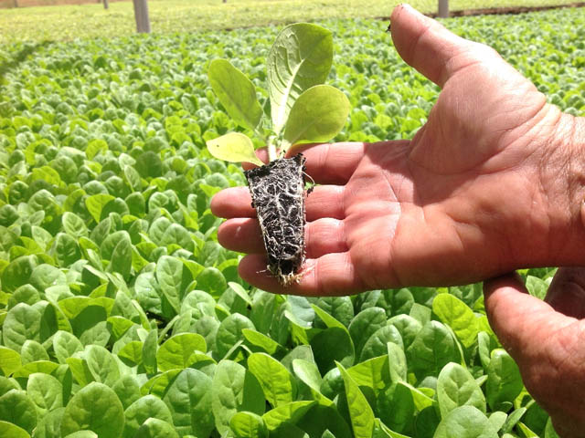 air-journal_SkyNRG tabac biocarburant