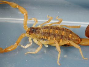 
Un avion de la compagnie aérienne British Airways a relié Austin à Londres avec un passager clandestin particulièrement désa