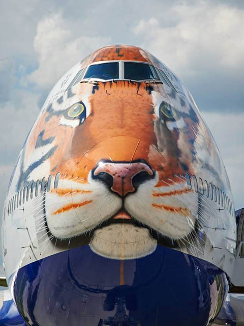 air-journal_Transaero tigre