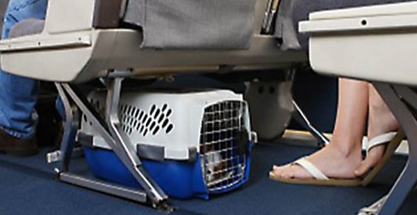 Bon nombre de voyageurs prennent l’avion avec leur animal domestique de façon régulière. Mais la réglementation aérienne co