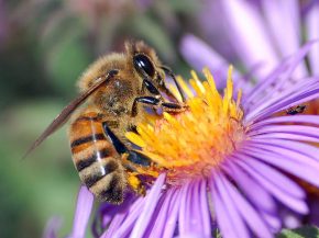 
Une apicultrice voulant transporter près de 5 millions d’abeilles entre Sacramento et Anchorage a tout perdu quand le vol init