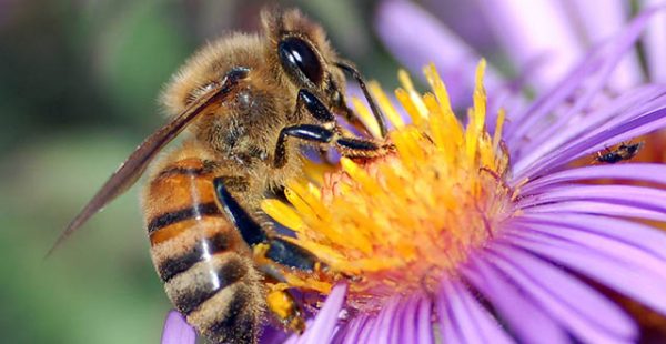 
Une apicultrice voulant transporter près de 5 millions d’abeilles entre Sacramento et Anchorage a tout perdu quand le vol init