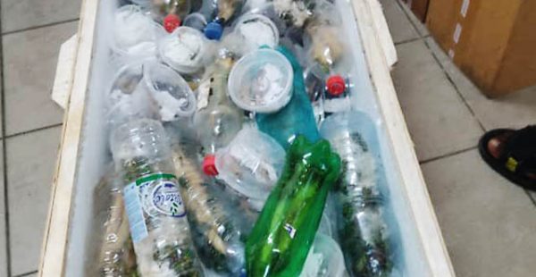 
Une cargaison de 80 cobras et vipères vivants a été interceptée au Cameroun avant d’être embarquée dans la soute d’un a