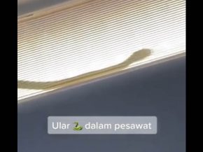 Un  serpent dans l’avion d’AirAsia (vidéo) 1 Air Journal