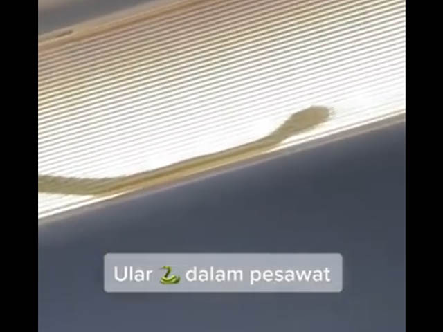 Vidéo : un serpent à bord d’un vol AirAsia en Thaïlande