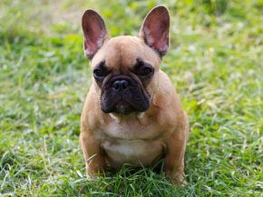 La mort d’un bouledogue lors d’un vol de la compagnie aérienne Air France entre Cayenne et Paris fait le buzz. Son dernier Ai