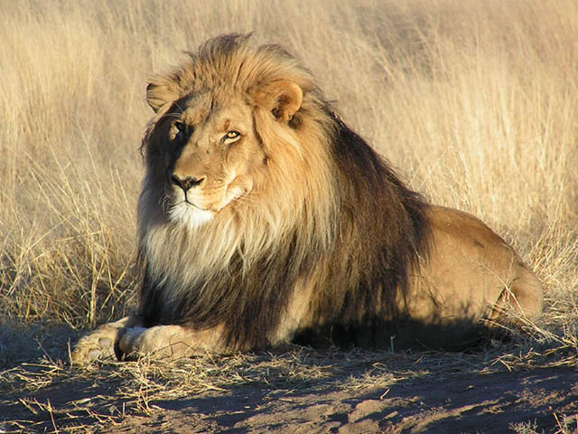 Deux lions s’échappent à l’aéroport de Singapour