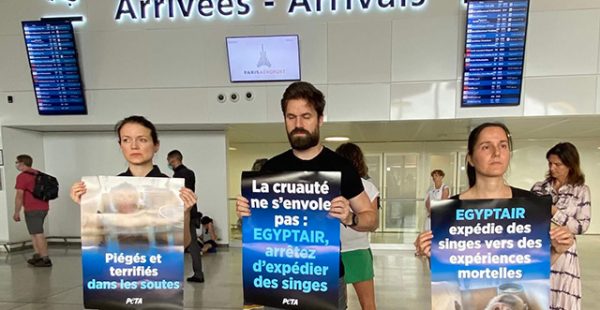 
Des militants de PETA ont manifesté hier à l’aéroport de Paris-CDG, pour demander à la compagnie aérienne Egyptair de cess