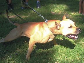 La compagnie aérienne Delta Air Lines a banni de ses avions les chiens   de type pit-bull » à usage thérapeutiques,