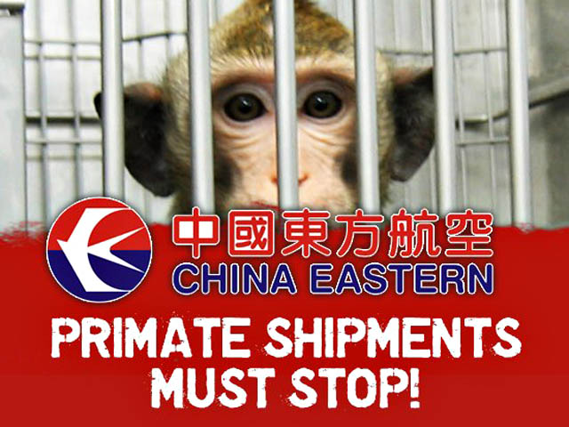 air-journal_primates china eastern