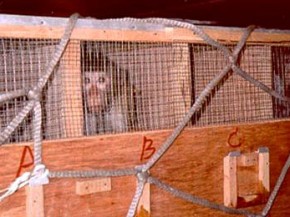 
Air France a déclaré qu elle va arrêter le transport de primates destinés aux expérimentations en laboratoire à partir de l