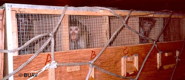 
Air France a décidé d arrêter de transporter des primates destinés aux laboratoires pour l expérimentation animale. Elle ét