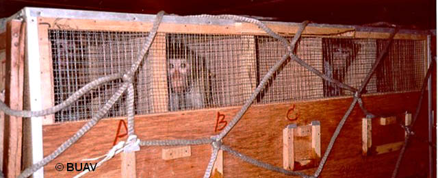 air-journal_primates©BUAV