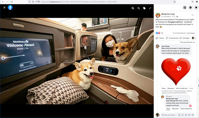 Soutien émotionnel : les animaux en soute sur Singapore Airlines ? 22 Air Journal