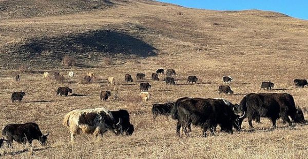 
La compagnie aérienne cargo Silk Way West Airlines a transporté mardi une cargaison peu ordinaire vers l’Azerbaïdjan, les ce